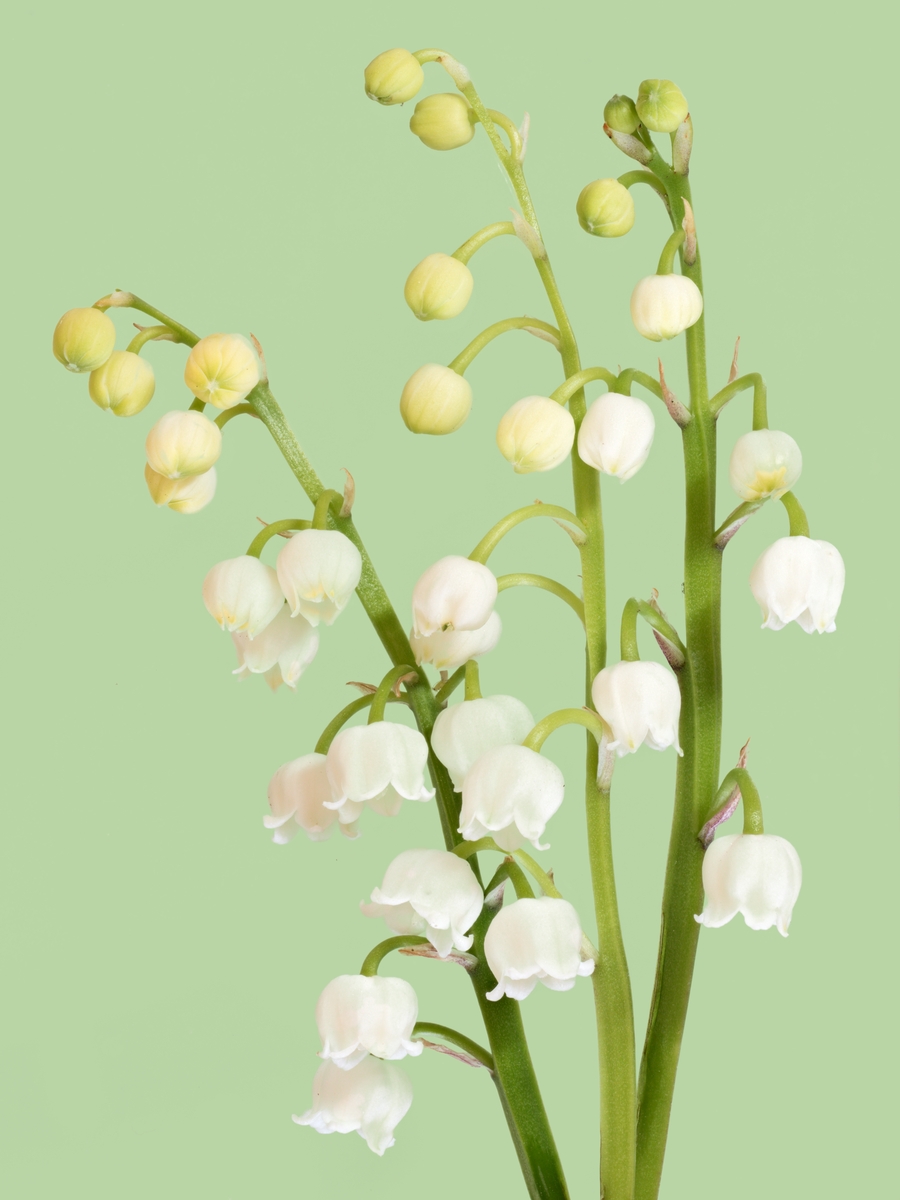 Lily of the Valley